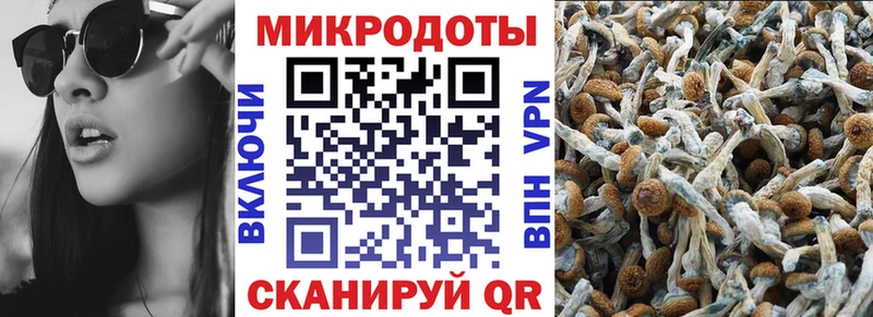 площадка формула  Сунжа  Псилоцибиновые грибы Psilocybine cubensis 